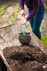 Mulch that could have shotgun fungus