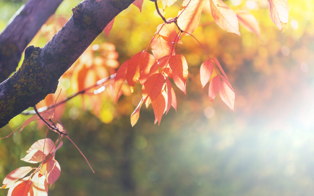 Fall fun in Hagerstown, MD where Complete Power Wash pressure washes homes and businesses.